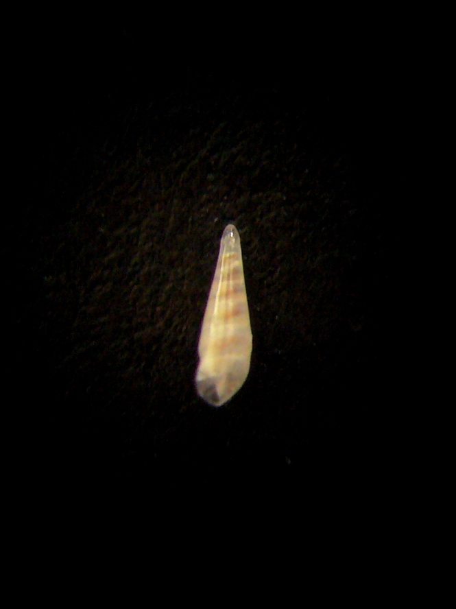 Melanella glypta?